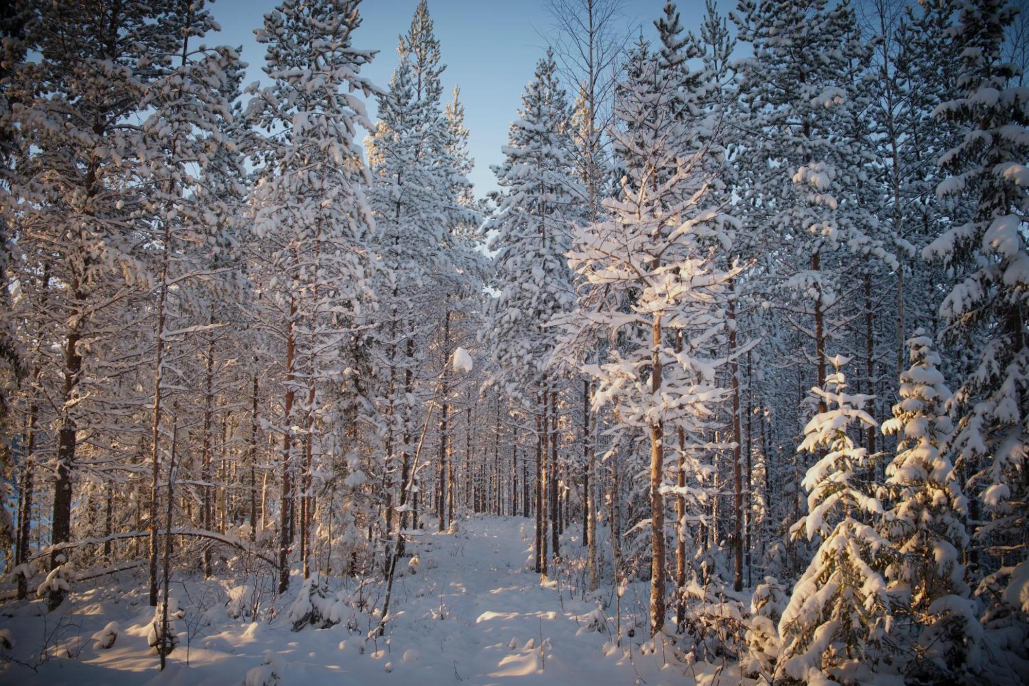 Langforsen Glamping & Lapland Experience Hotel Lapptrask Kültér fotó